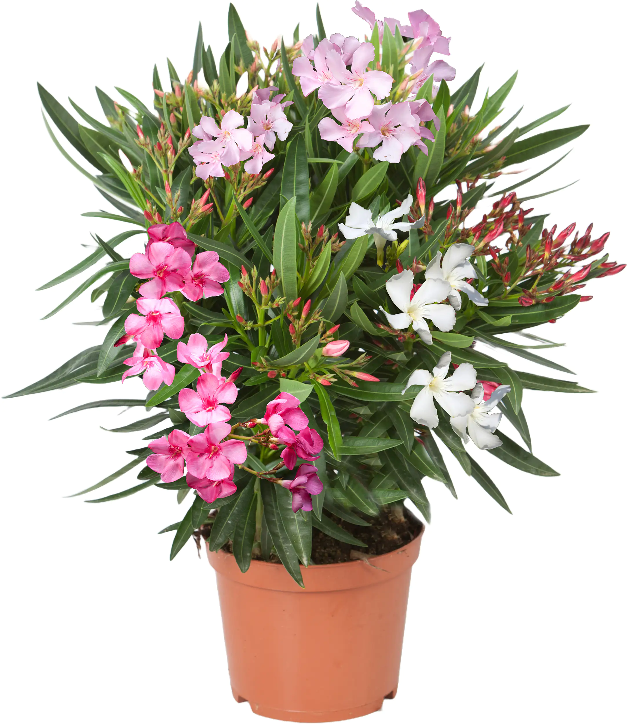 Rosenlorbeer Oleander Busch H 50 - 60 cm 19 cm Topf