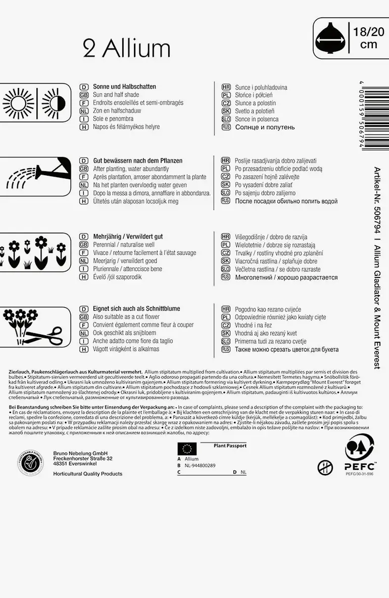 Zierlauch Weiß und Blau Allium x Hybrida