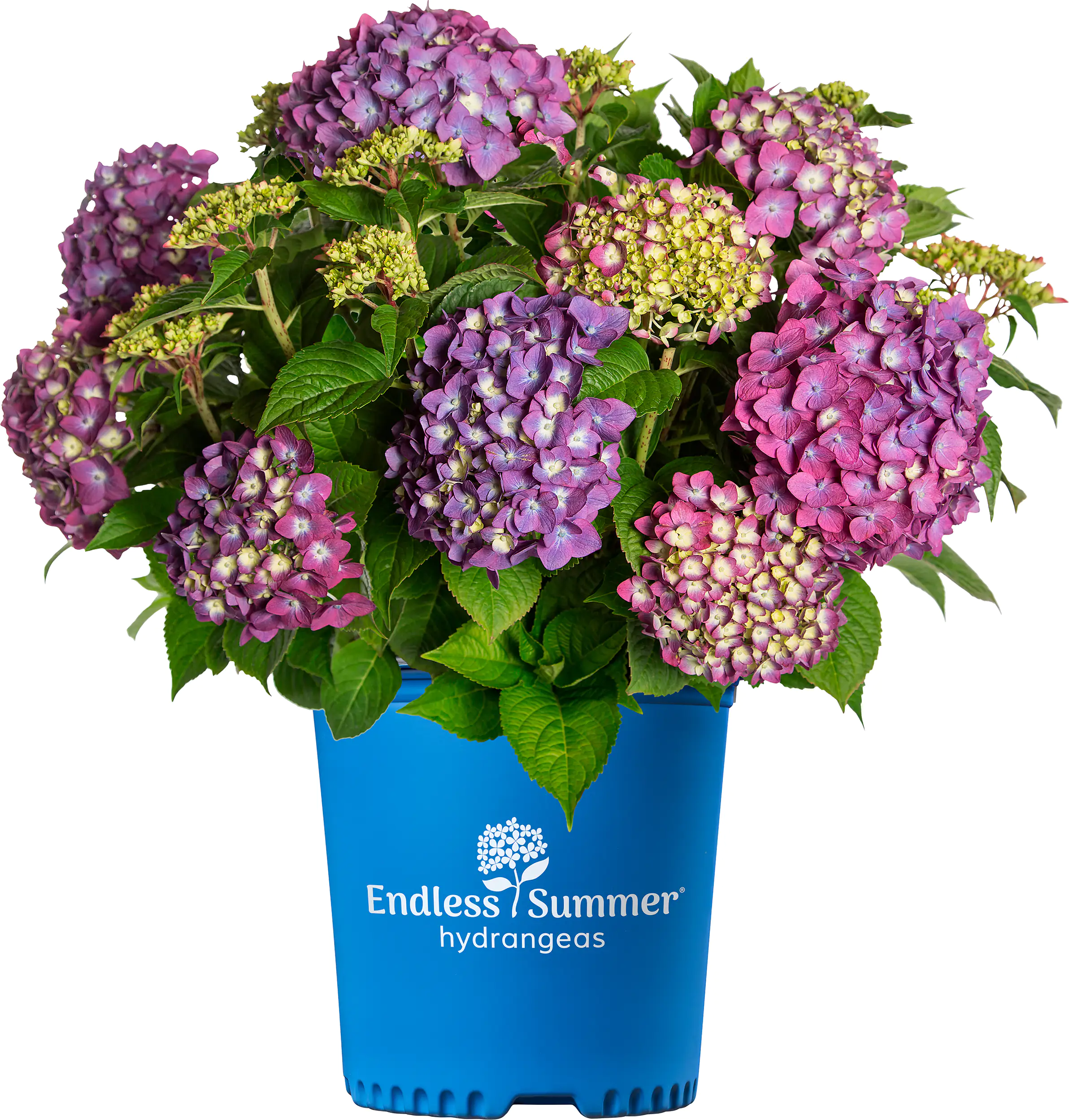 Bauernhortensie Endless Summer Hydrangea H  30 - 40 cm 5 L Container