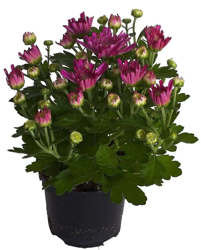 Chrysantheme Garden Mums 12 cm Topf Chrysantheme Garden Mums 12 cm Topf