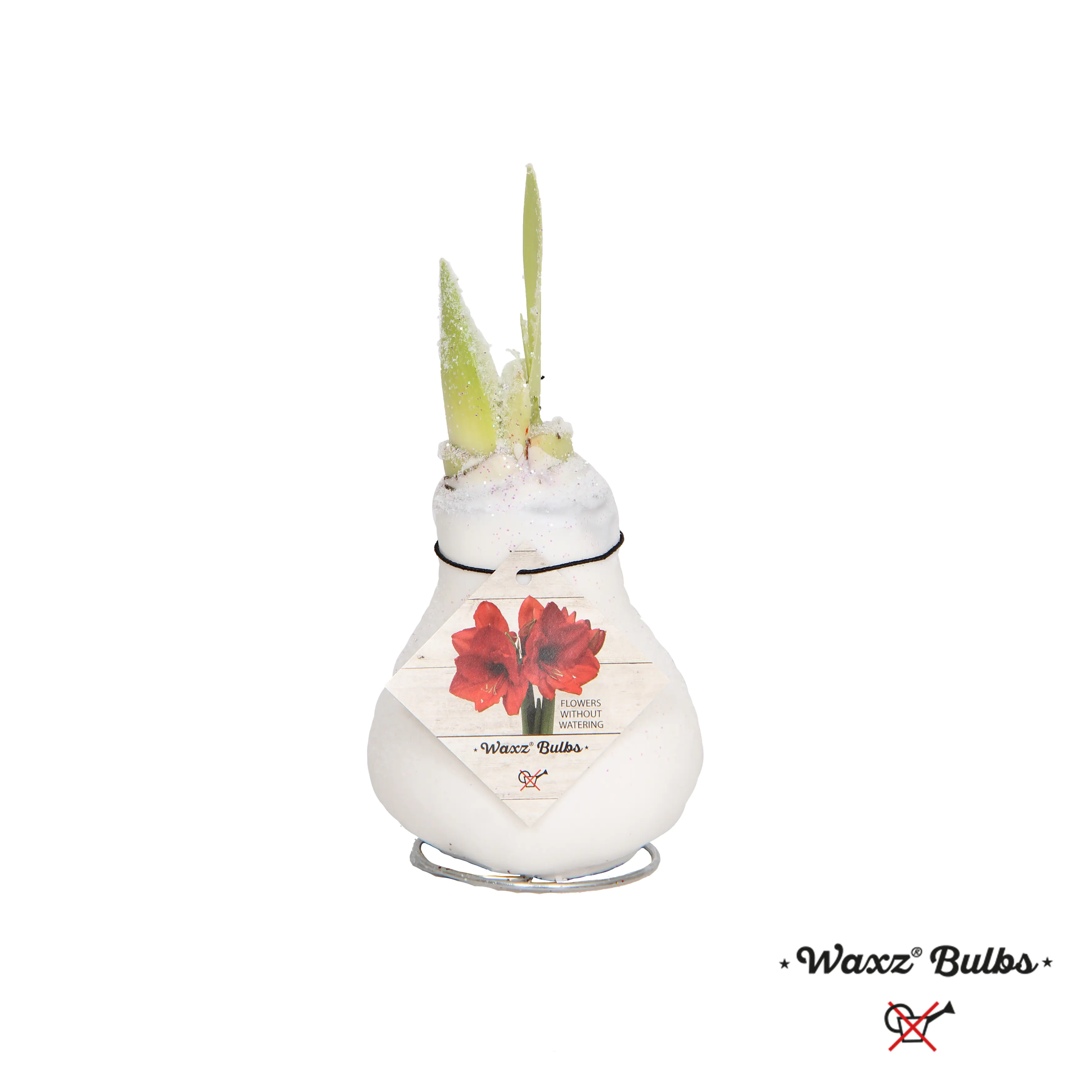 Amaryllis Hippeastrum rot in Wachs 