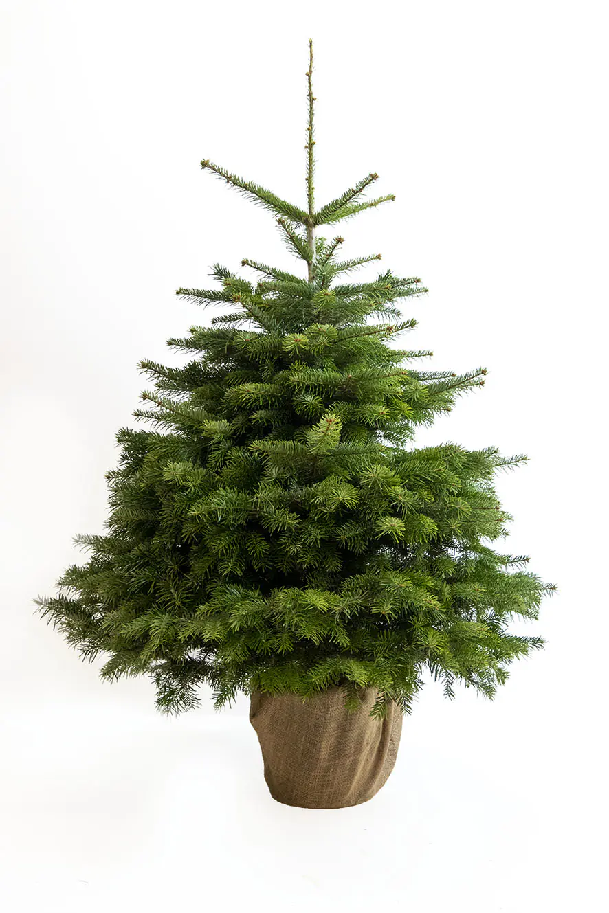 Nordmanntanne Abies nordmanniana 9,5 Liter Container, H 170 - 205 cm, topfgewachsen