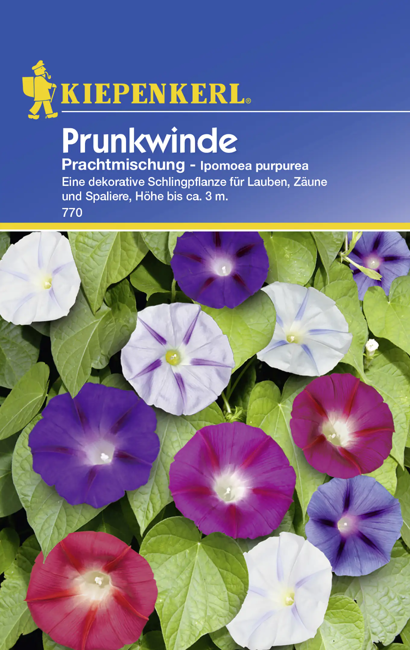 Kiepenkerl Prunkwinde Prachtmischung Ipomoea purpurea, Inhalt: ca. 20 Pflanzen
