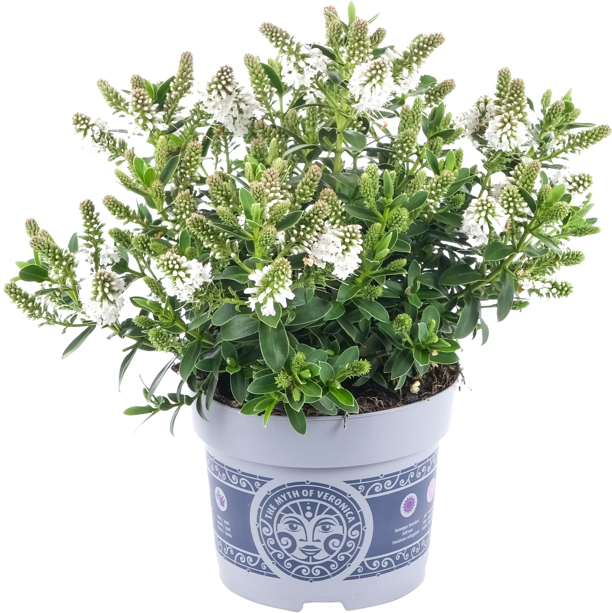 4250308307233_03 Strauchveronika Hebe All Blooms 12 cm Topf