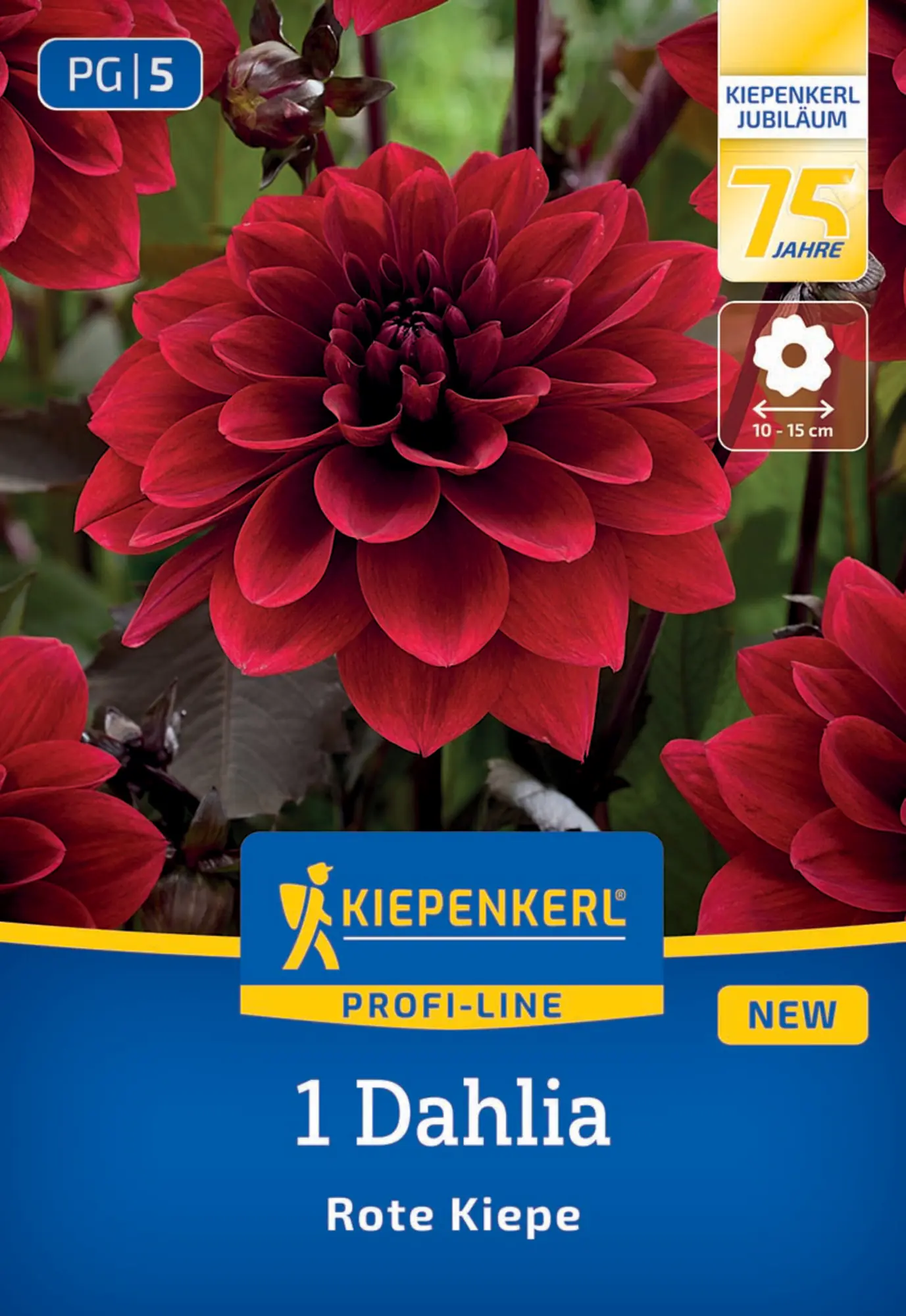 Kiepenkerl Profi-Line Frühjahrsblumenzwiebel Dekorative Dahlie Rote Kiepe 1 Stück