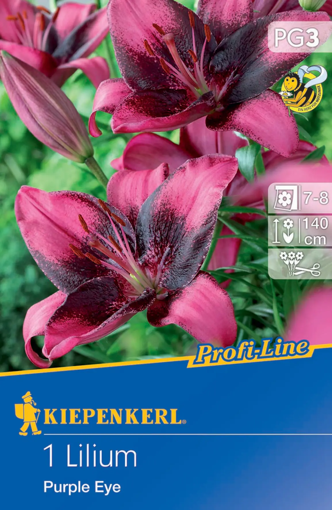 Kiepenkerl Asiatische Lilie Purple Eye Kiepenkerl Asiatische Lilie Purple Eye