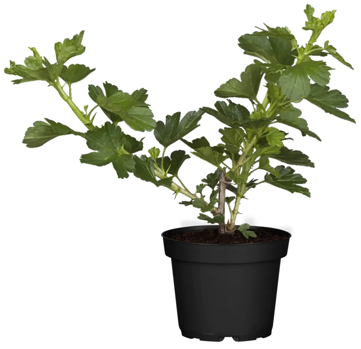 Bio Beerenobst Stachelbeere Ribes uva-crispa rot 3 Liter Topf 