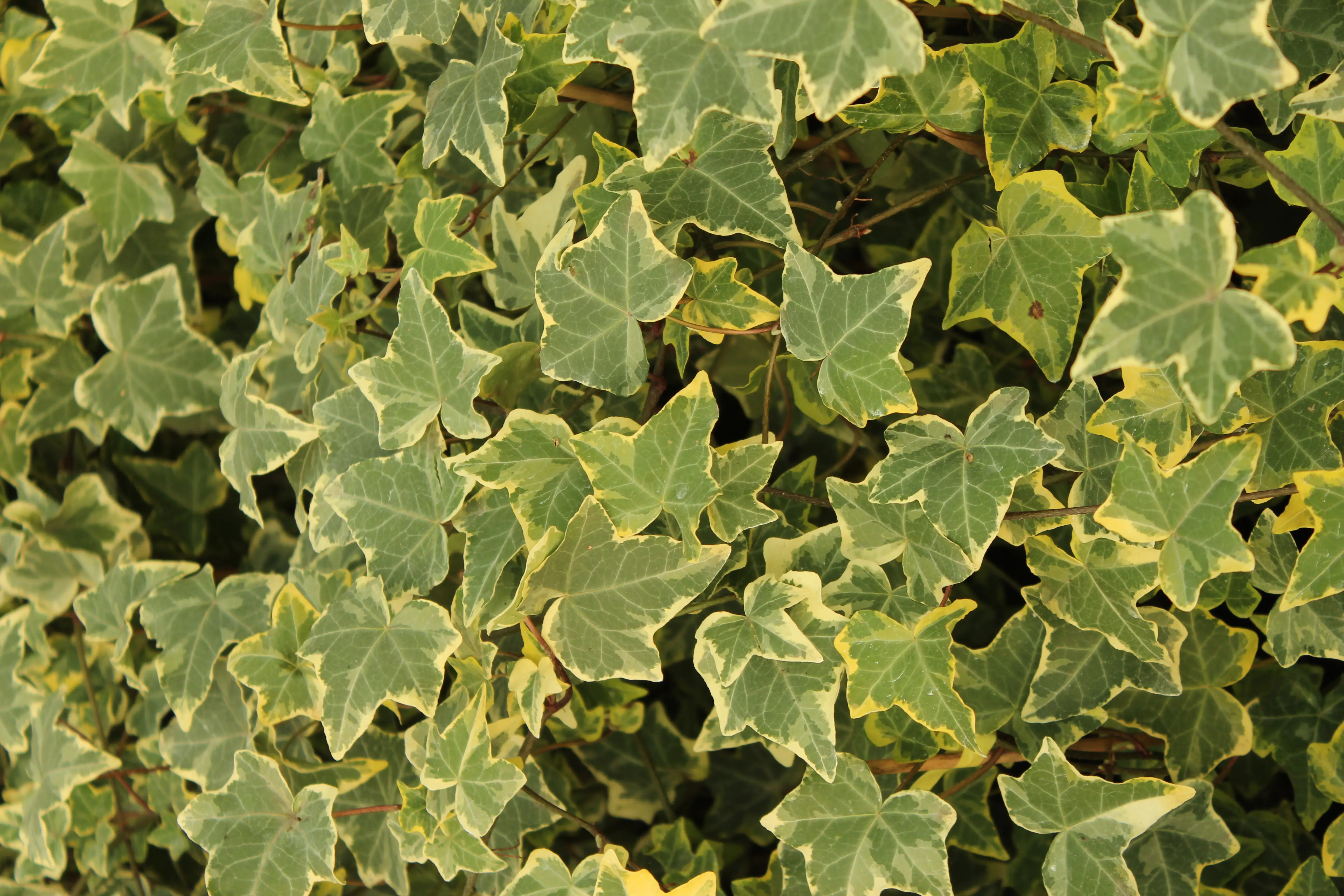 4029395001528 Efeu weißbunt 2 L Eckcontainer