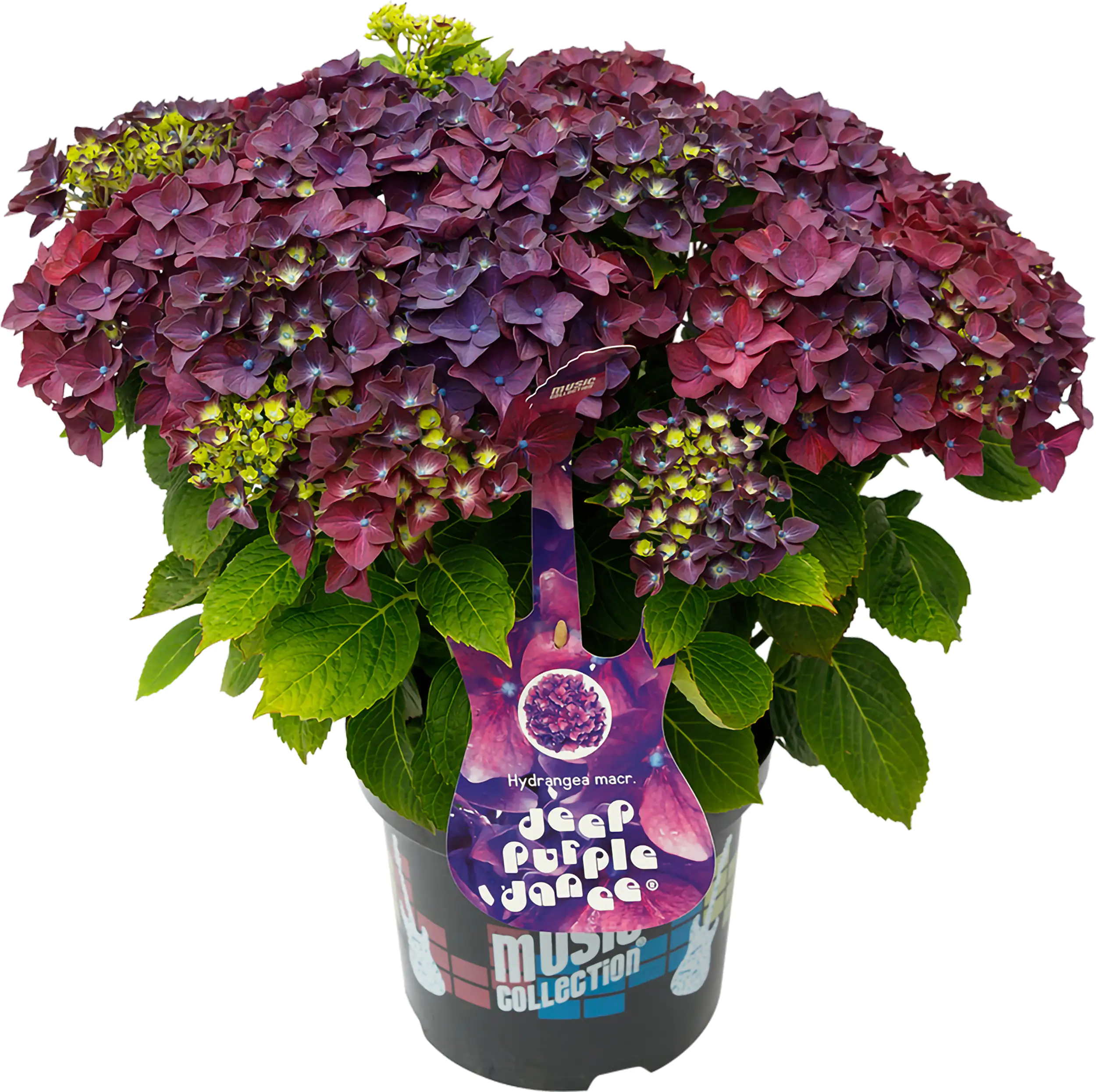 Bauernhortensie Music Collection Hydrangea mac. H 30 - 40 cm 5 L Container
