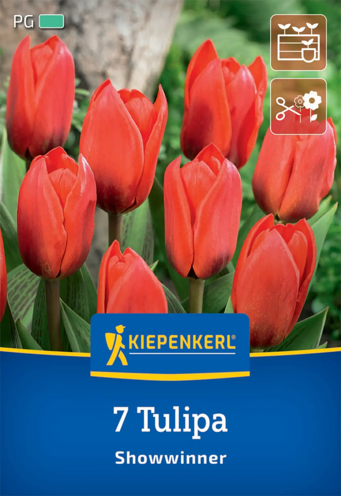 Kiepenkerl Herbstblumenzwiebel Kaufmanniana-Tulpe Showwinner 7 Pflanzen