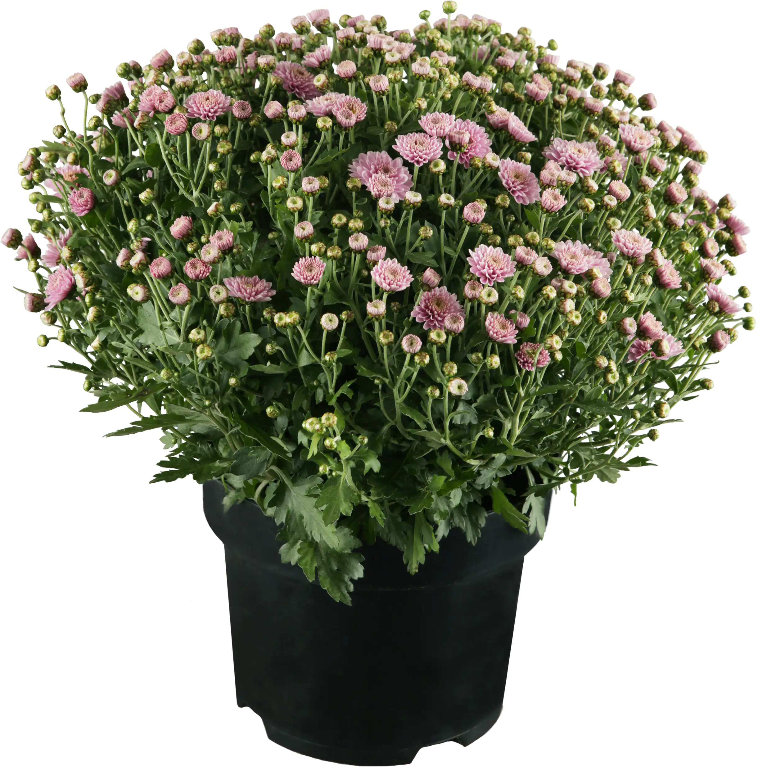 Chrysanthemen Busch 15 cm Topf
