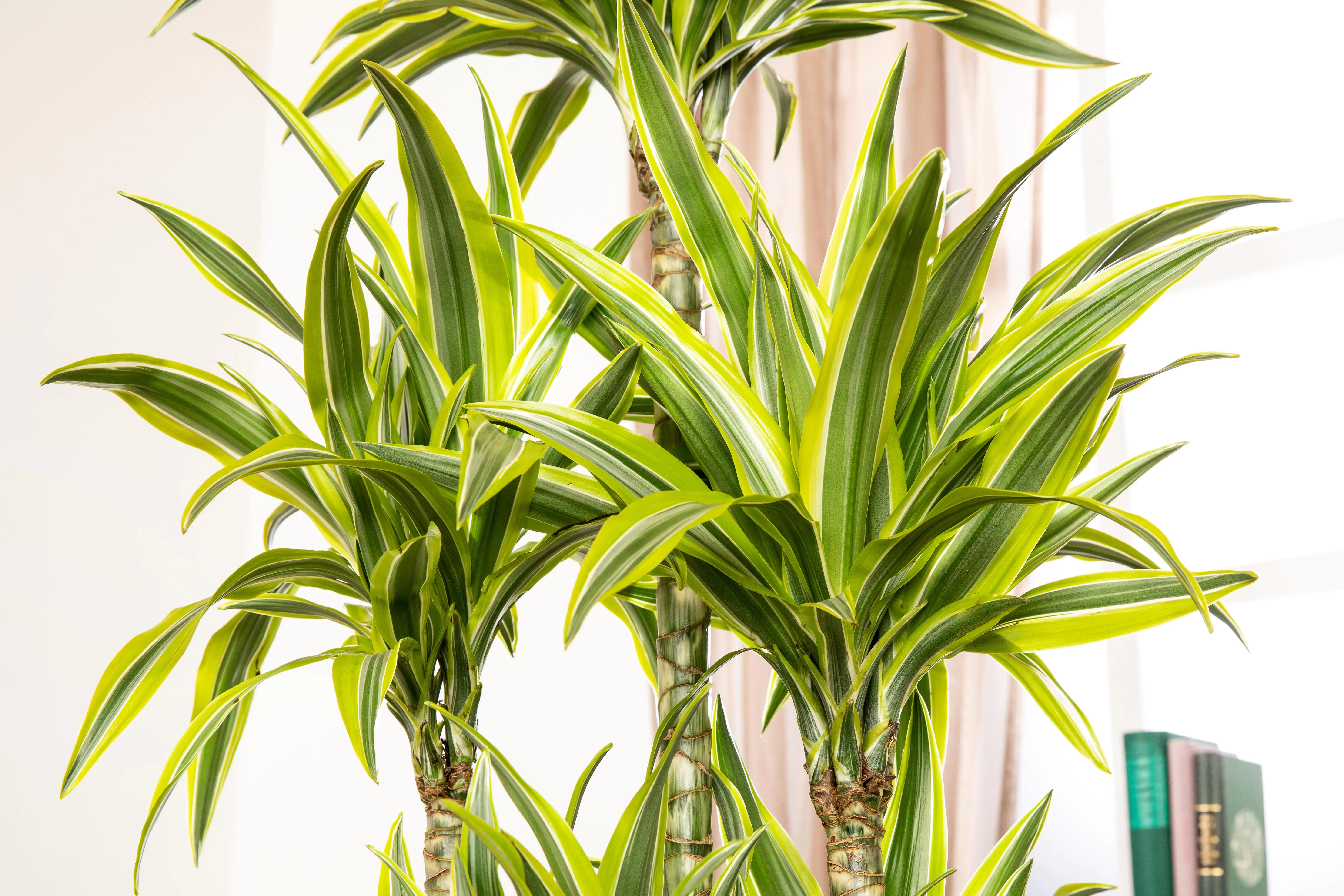 Drachenbaum Dracaena Lemon Lime H ca. 90 cm 21 cm Topf