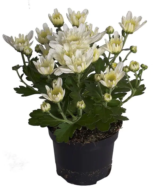 Chrysantheme Garden Mums 12 cm Topf Chrysantheme Garden Mums 12 cm Topf