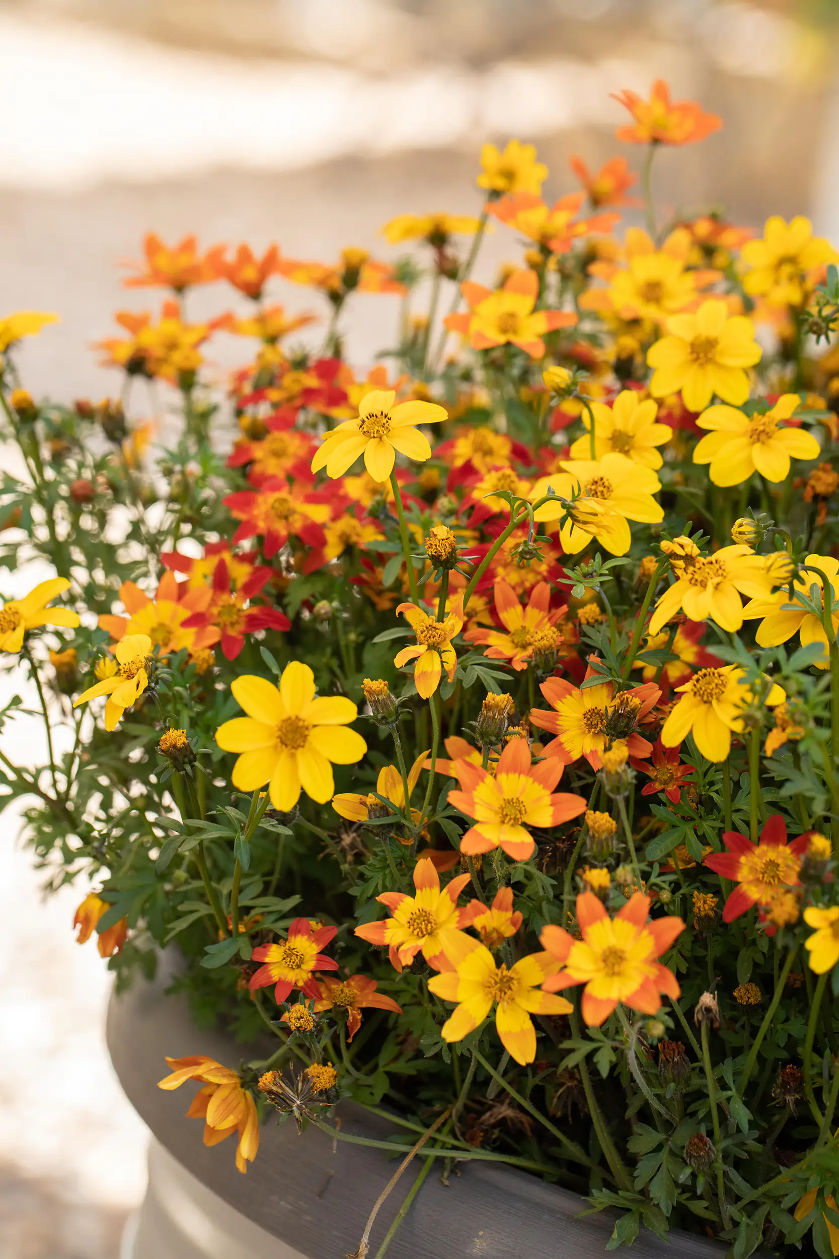 Goldmarie Bidens Trio Mix H 20 cm 5 L Container Goldmarie Bidens Trio Mix H 20 cm 5 L Container