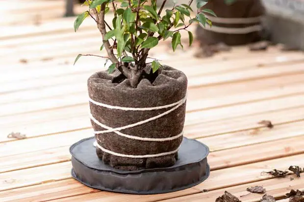 Pflanze in einem Topf mit Winterschutzvlies und Schnur umwickelt, auf einer Holzterrasse stehend.