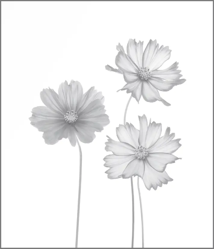 Ambiente Glaszaun Dekor 93 103 x 120 cm gehärtetes 8 mm Glas