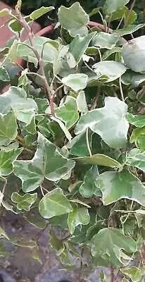 4029395074621 B&L Efeu weissbunt 40-60 cm hoch 2 L Eckcontainer, Kletterpflanze