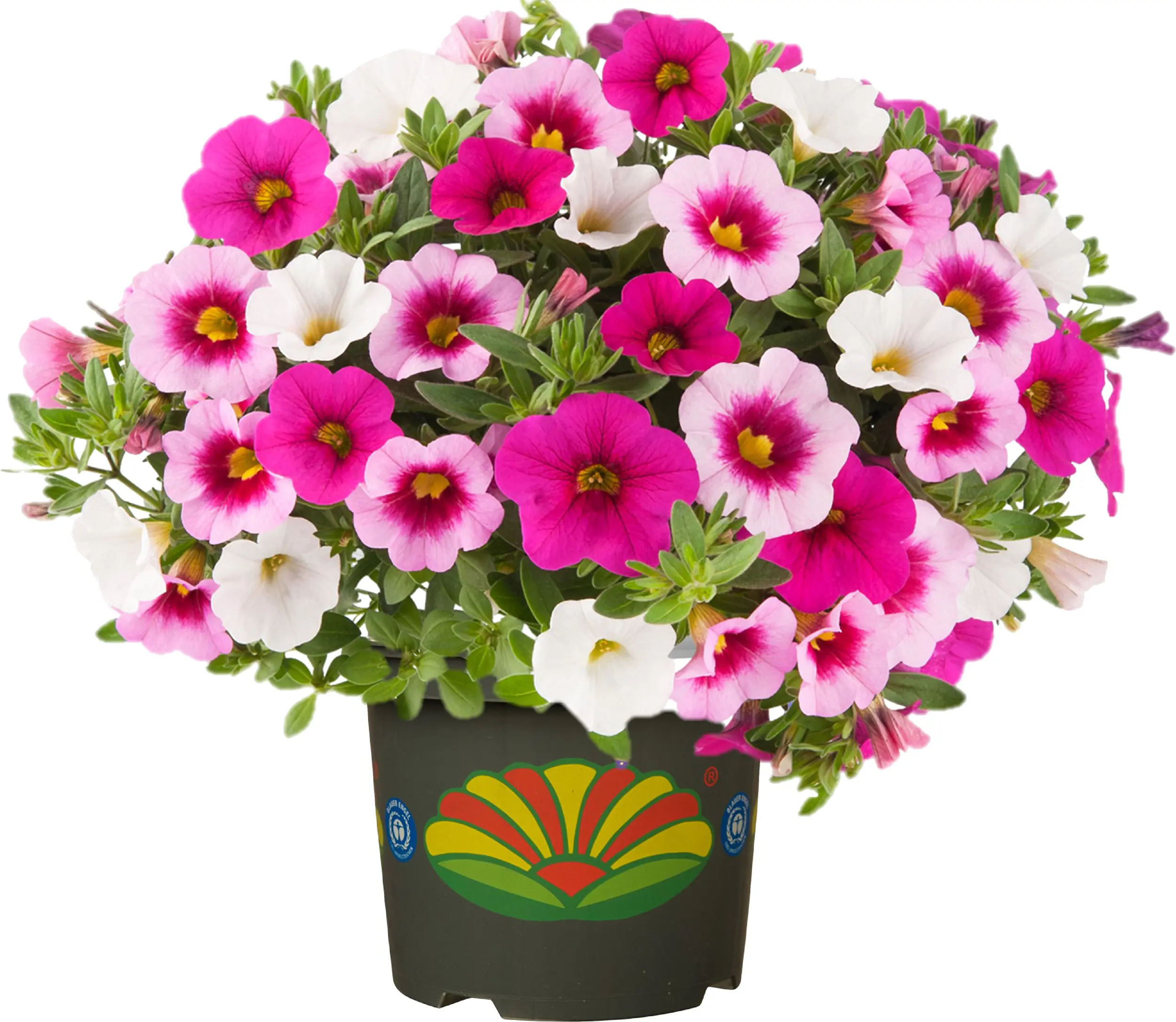 Calibrachoa Zauberglöckchen H 30 cm 5 L Container