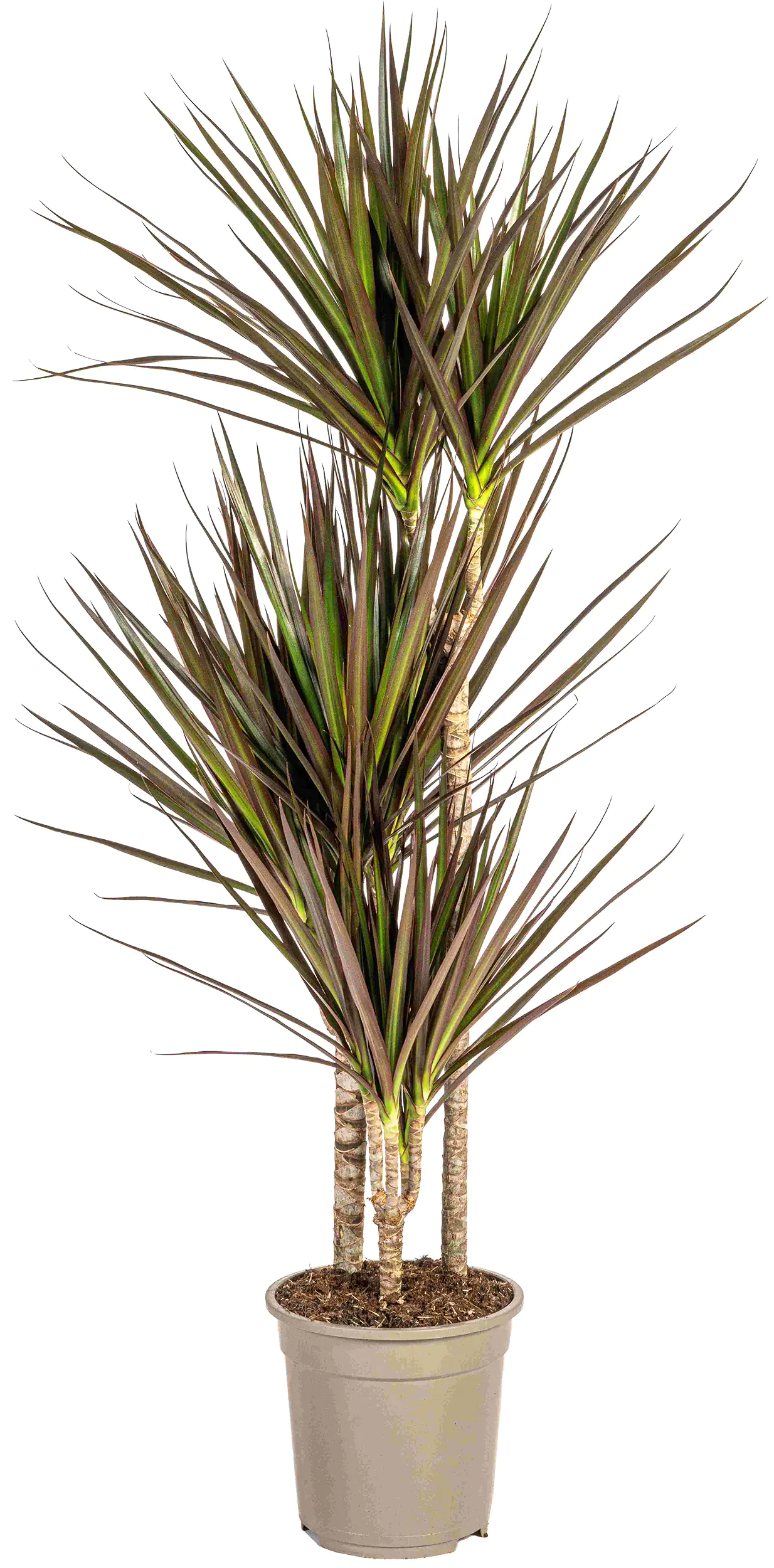 Drachenbaum Dracaena Marginata H ca 120 cm 21 cm Topf Drachenbaum Dracaena Marginata H ca 120 cm 21 cm Topf