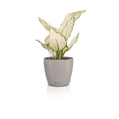 Lechuza Übertopf Kunststoff Classico Color 12 Komplettset Ø 13 x 12 cm sandbraun