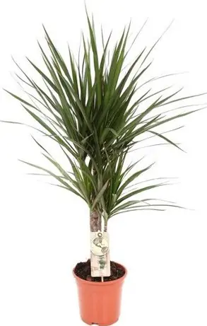 Drachenbaum Dracaena marginata H 60 cm 17 cm Topf