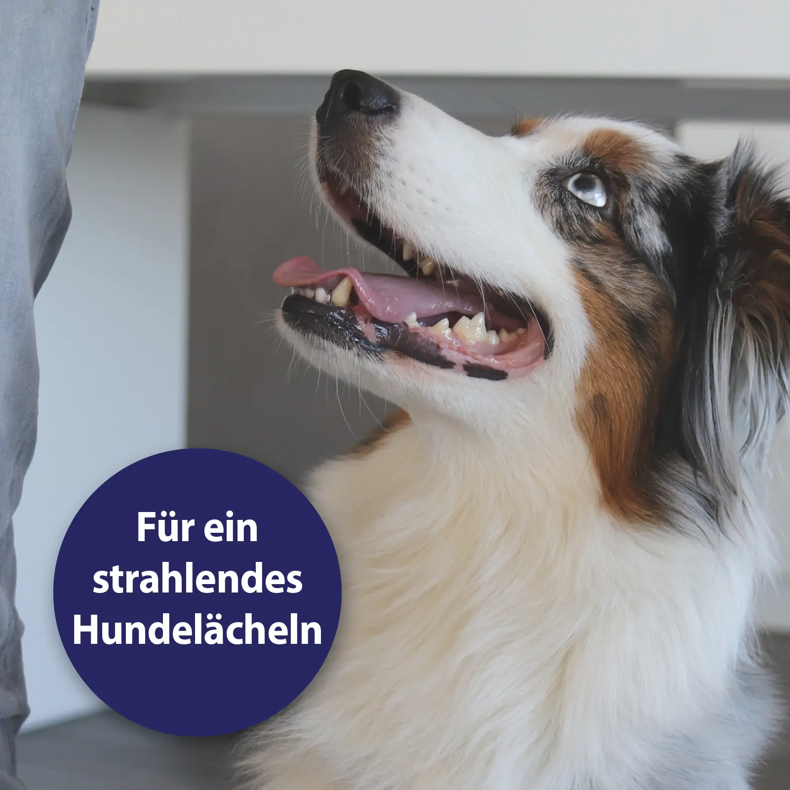 Canosept Zahnspray für Hunde 100 ml