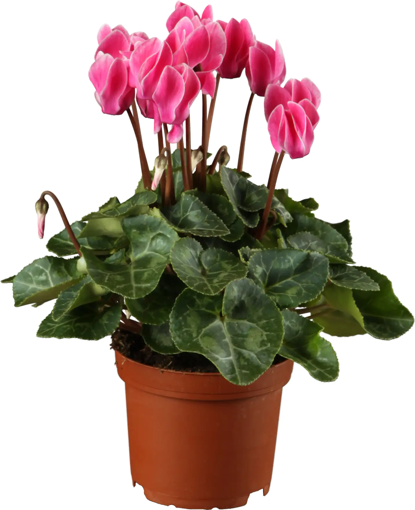 4011261012967_02 Alpenveilchen 13 cm Topf