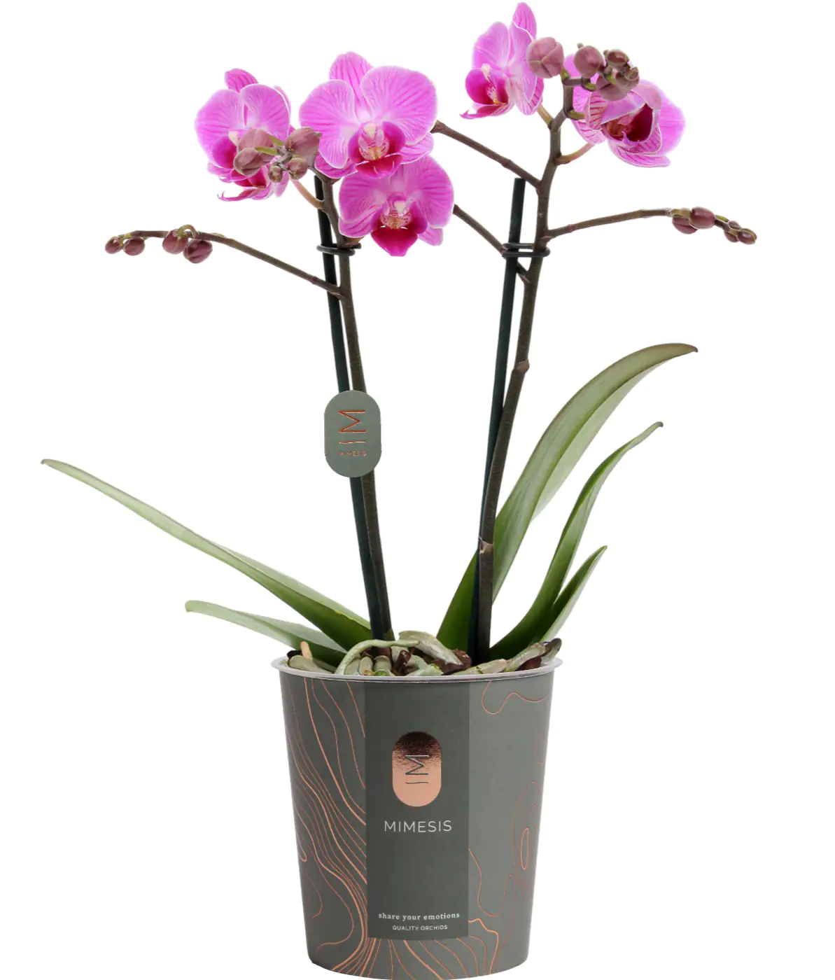 Orchidee Phalaenopsis Multiflora 2-Trieber H 32 cm 9 cm Topf