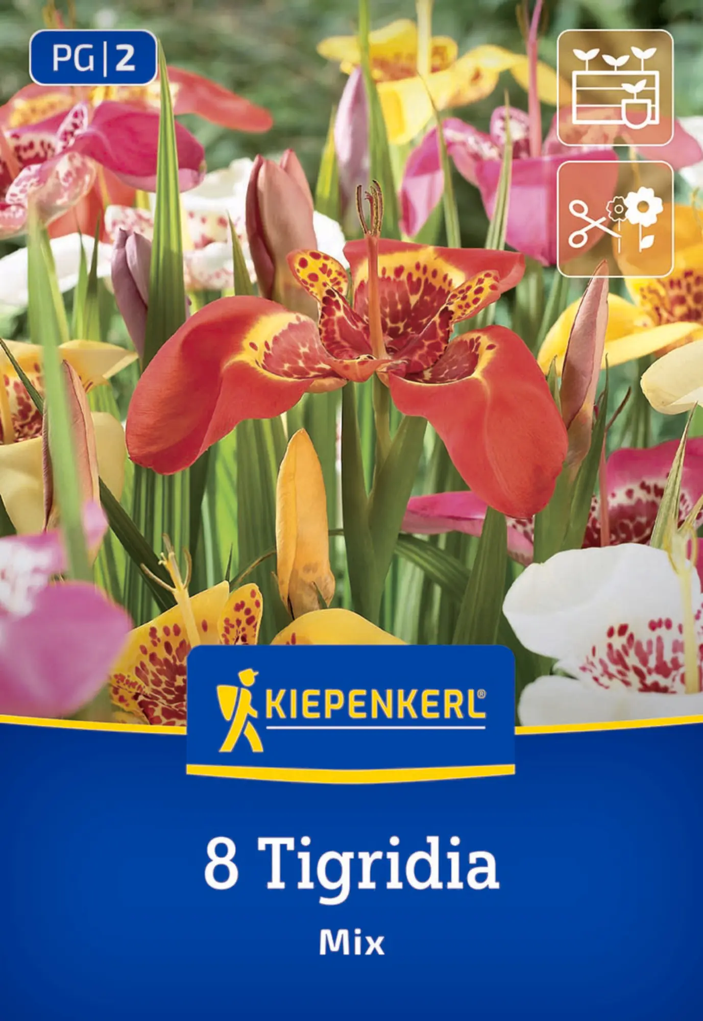 Kiepenkerl Saatgut Tigerblume Mischung für ca. 8 Pflanzen