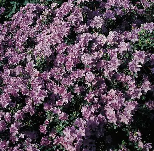 Rhododendron 'Ramapo' 2 L Container