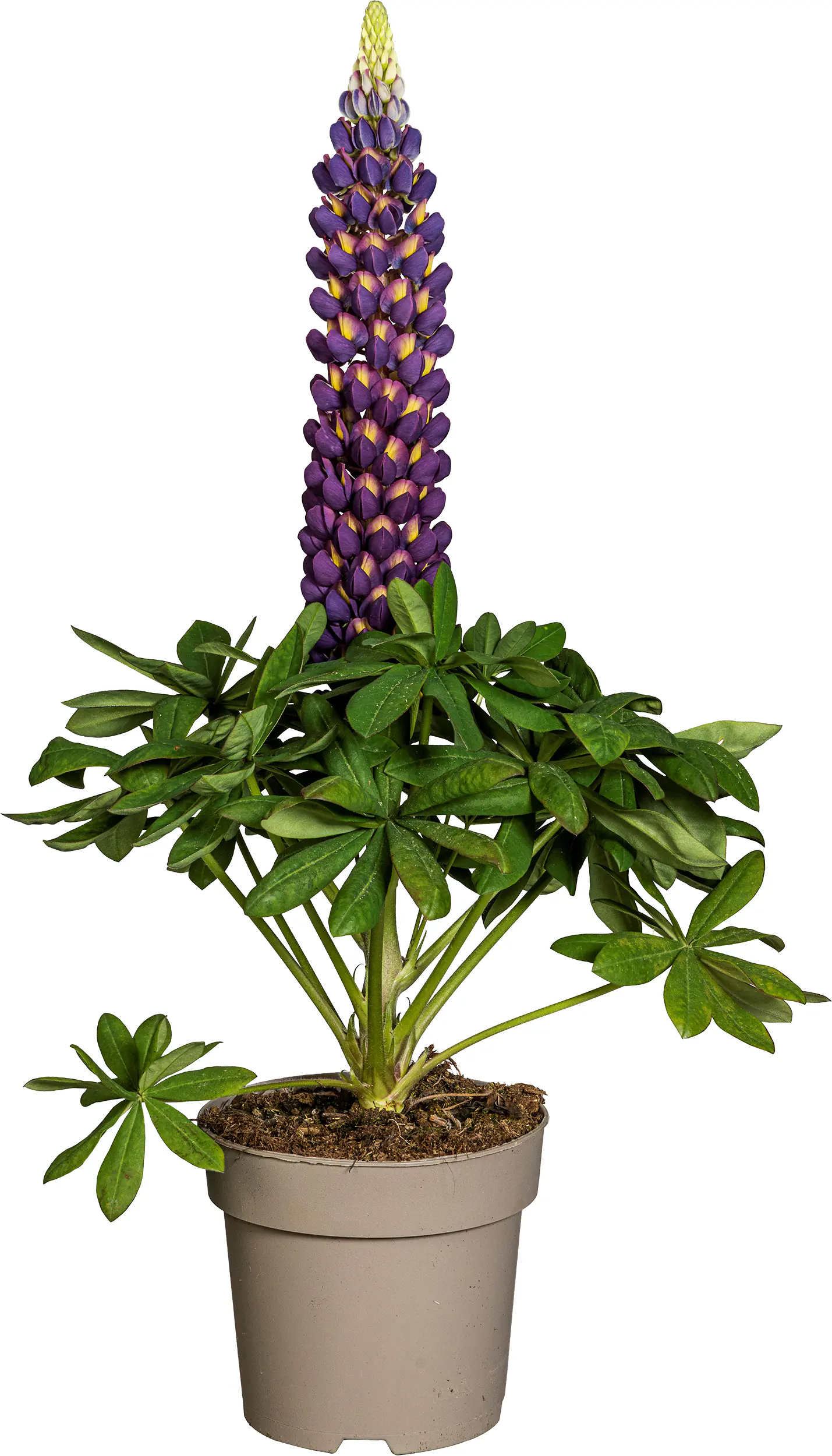Lupine Lupinus polyphyllus Westcountry 19 cm Topf
