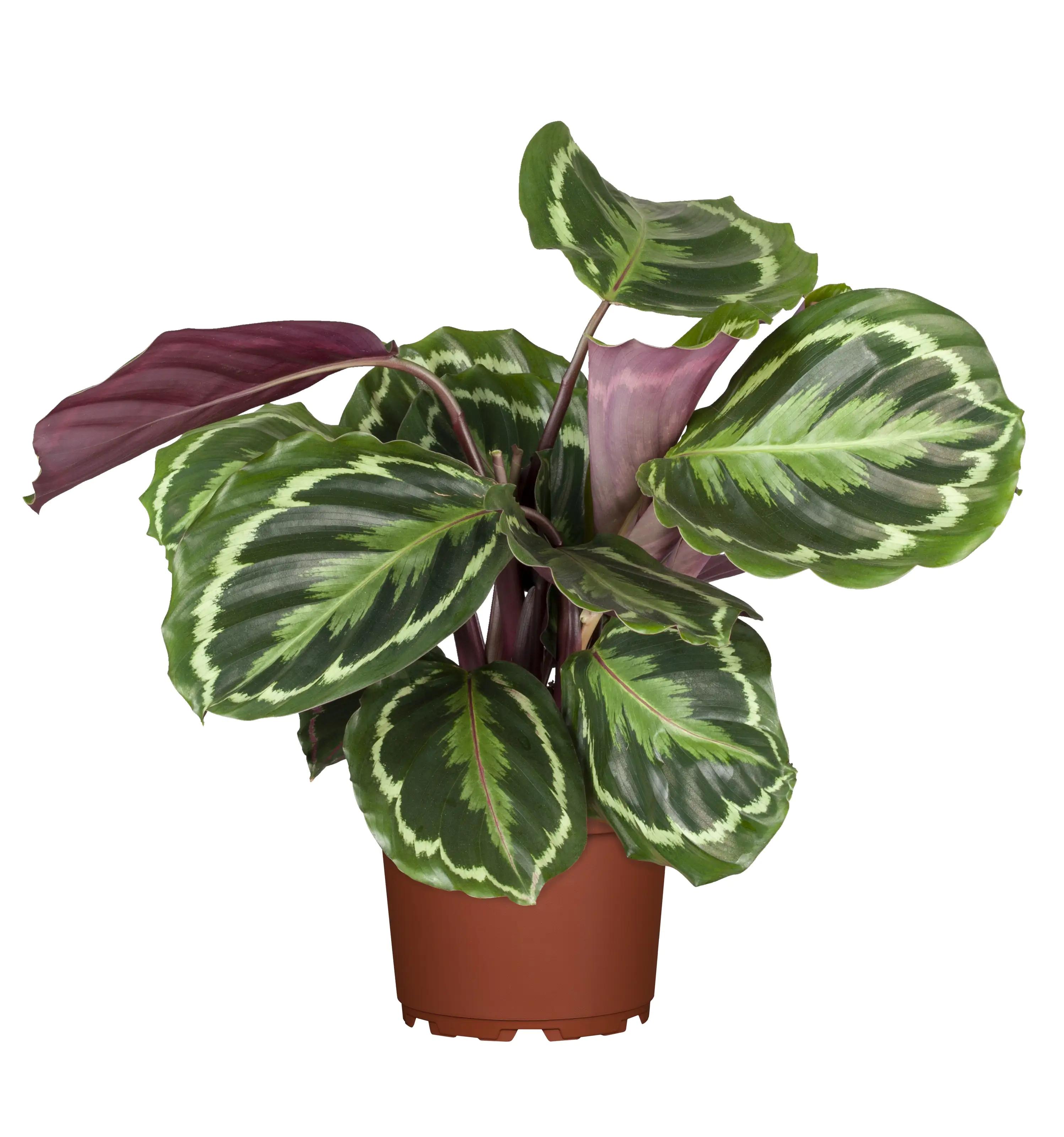 Calathea Medallion Korbmarante 45 cm 14 cm Topf