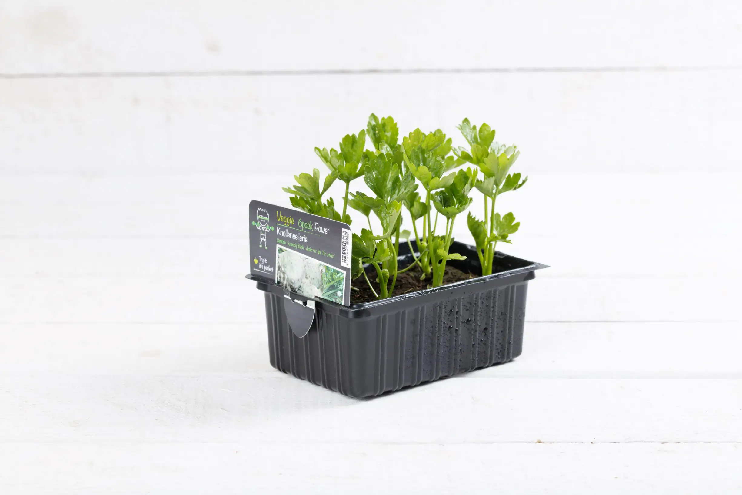 Salat- und Gemüsesetzlinge "Le Jardin Gourmand" Knollensellerie 6er Schale