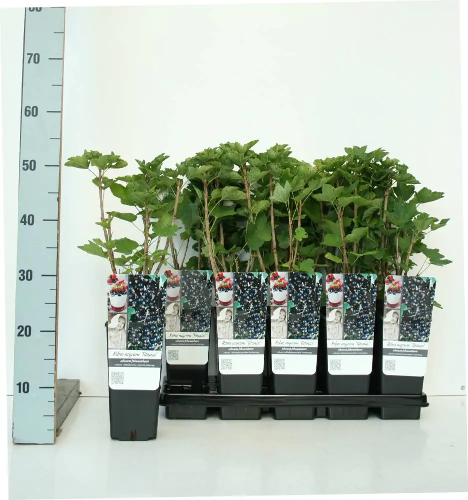 Obststrauch Schwarze Johannisbeere Titania 2 L Container Obststrauch Schwarze Johannisbeere Titania 2 L Container