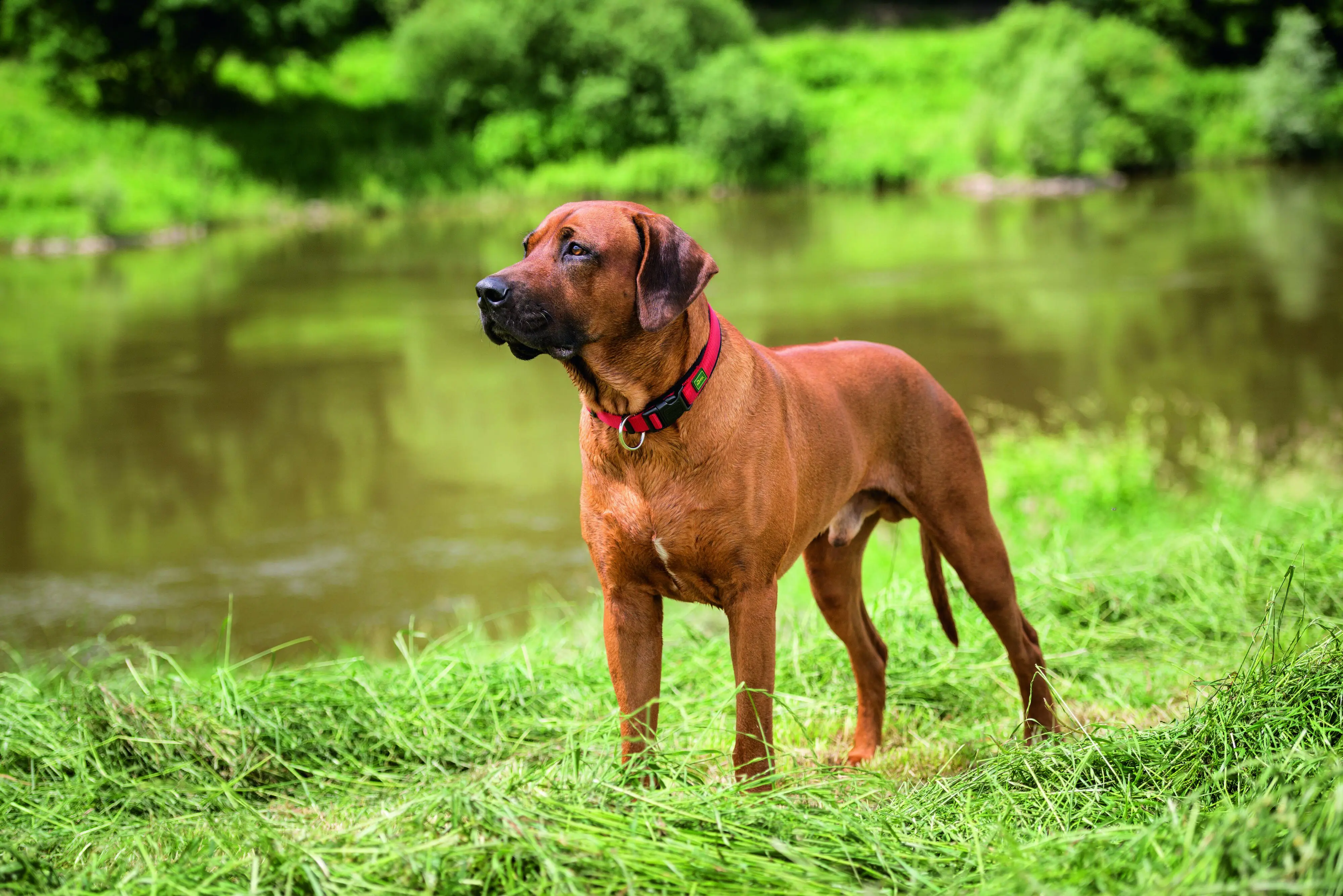 Hunter Hundehalsband Neopren Vario Plus M rot/schwarz