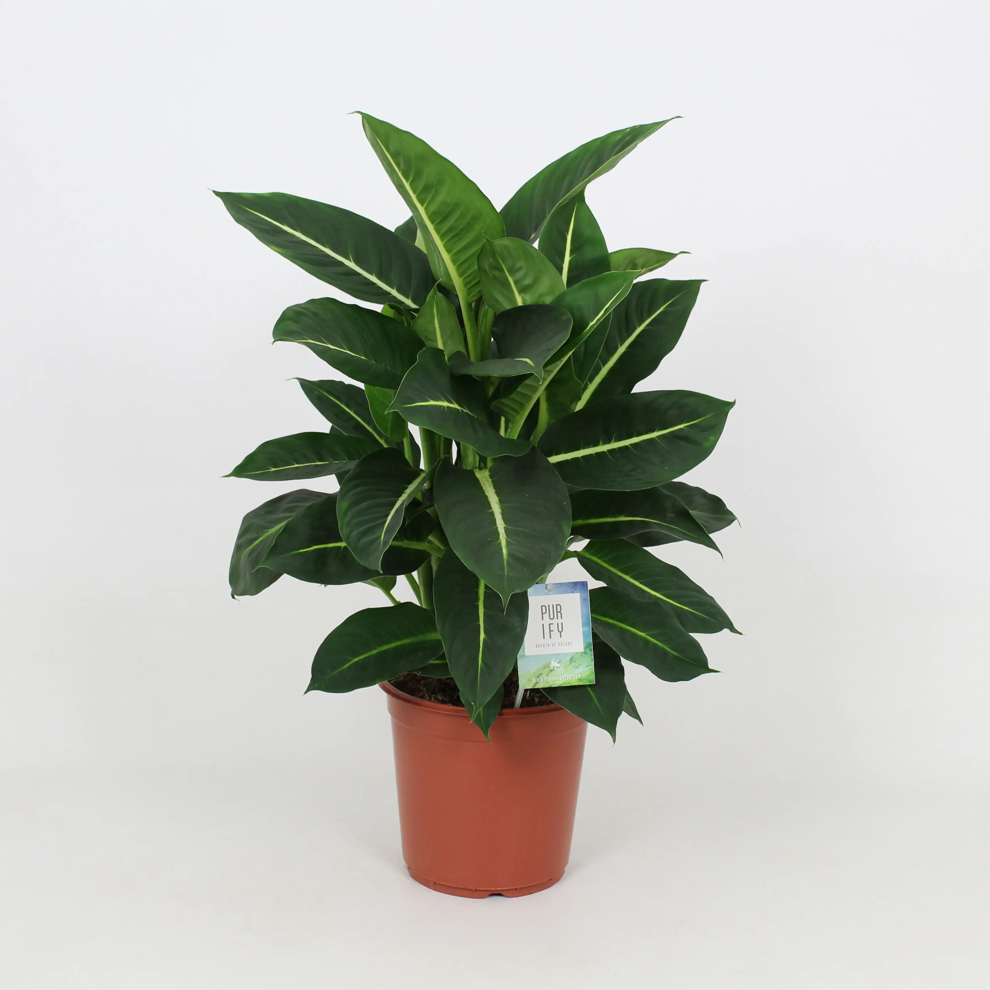 Schweigrohr Dieffenbachie Green Magic H ca. 80 cm 24 cm Topf