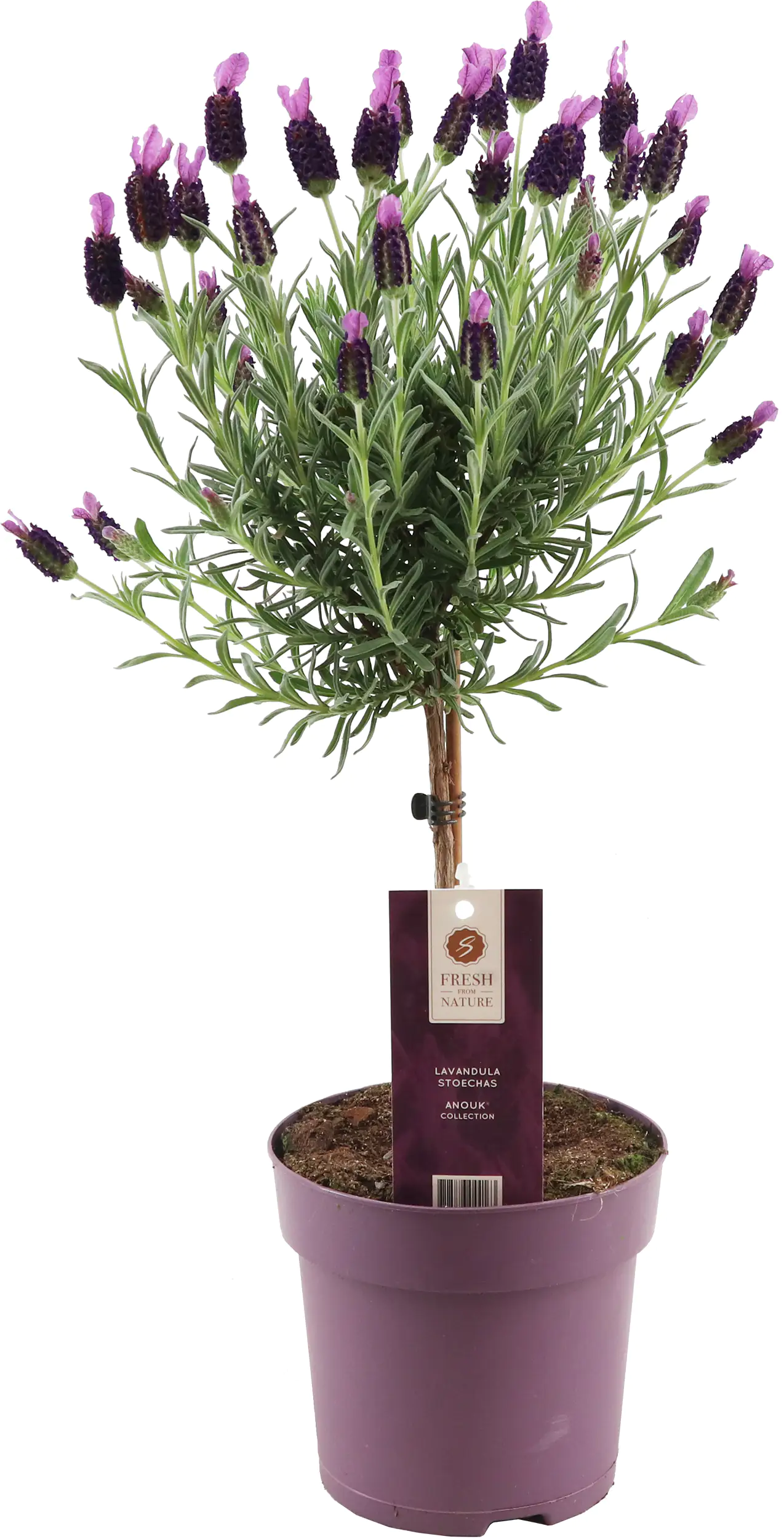 Schopflavendel Stamm Lavandula Stoechas H 50 cm 15 cm Topf Schopflavendel Stamm Lavandula Stoechas H 50 cm 15 cm Topf