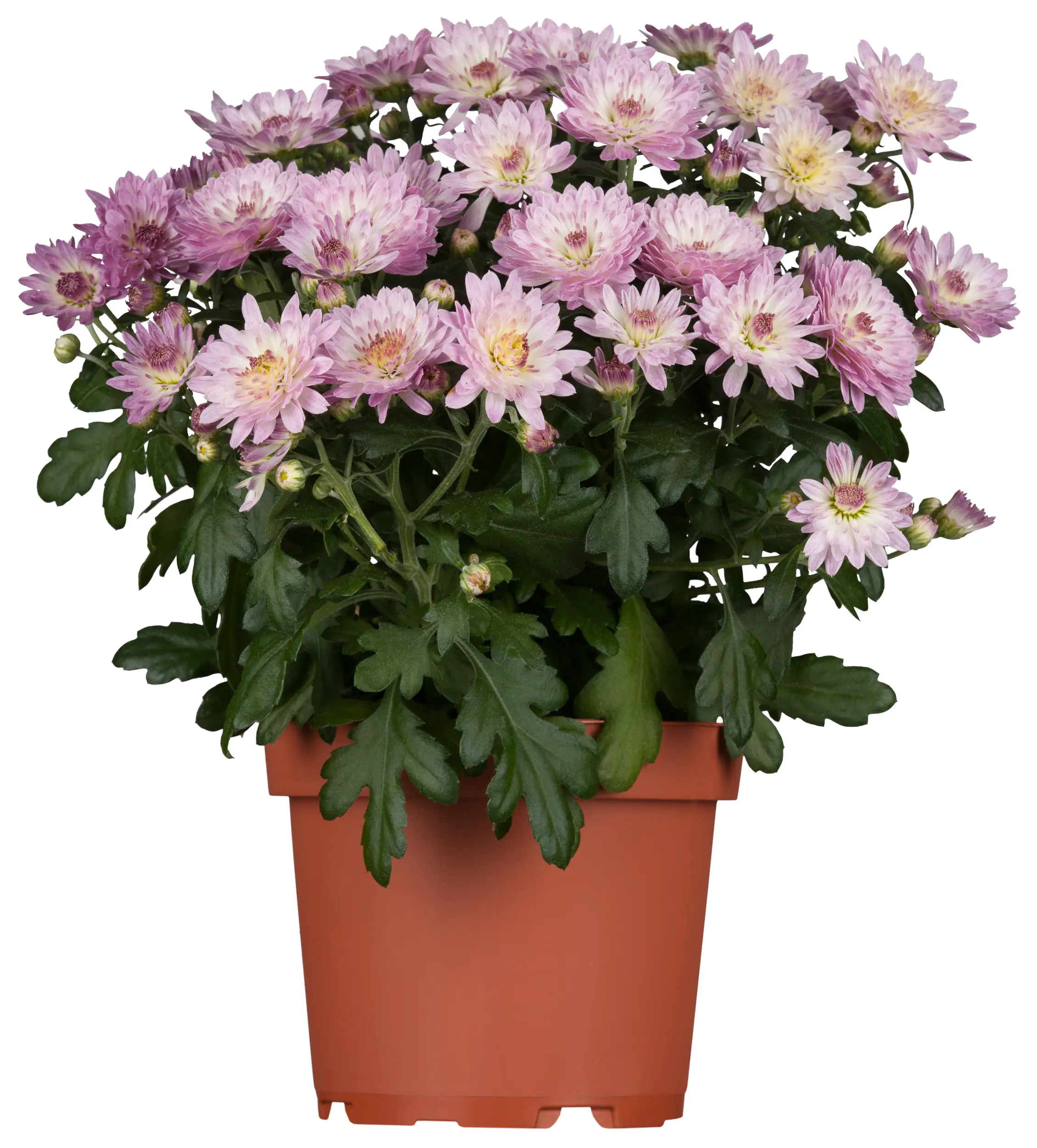 8717432658670_05 Chrysantheme Garden Mums 12 cm Topf