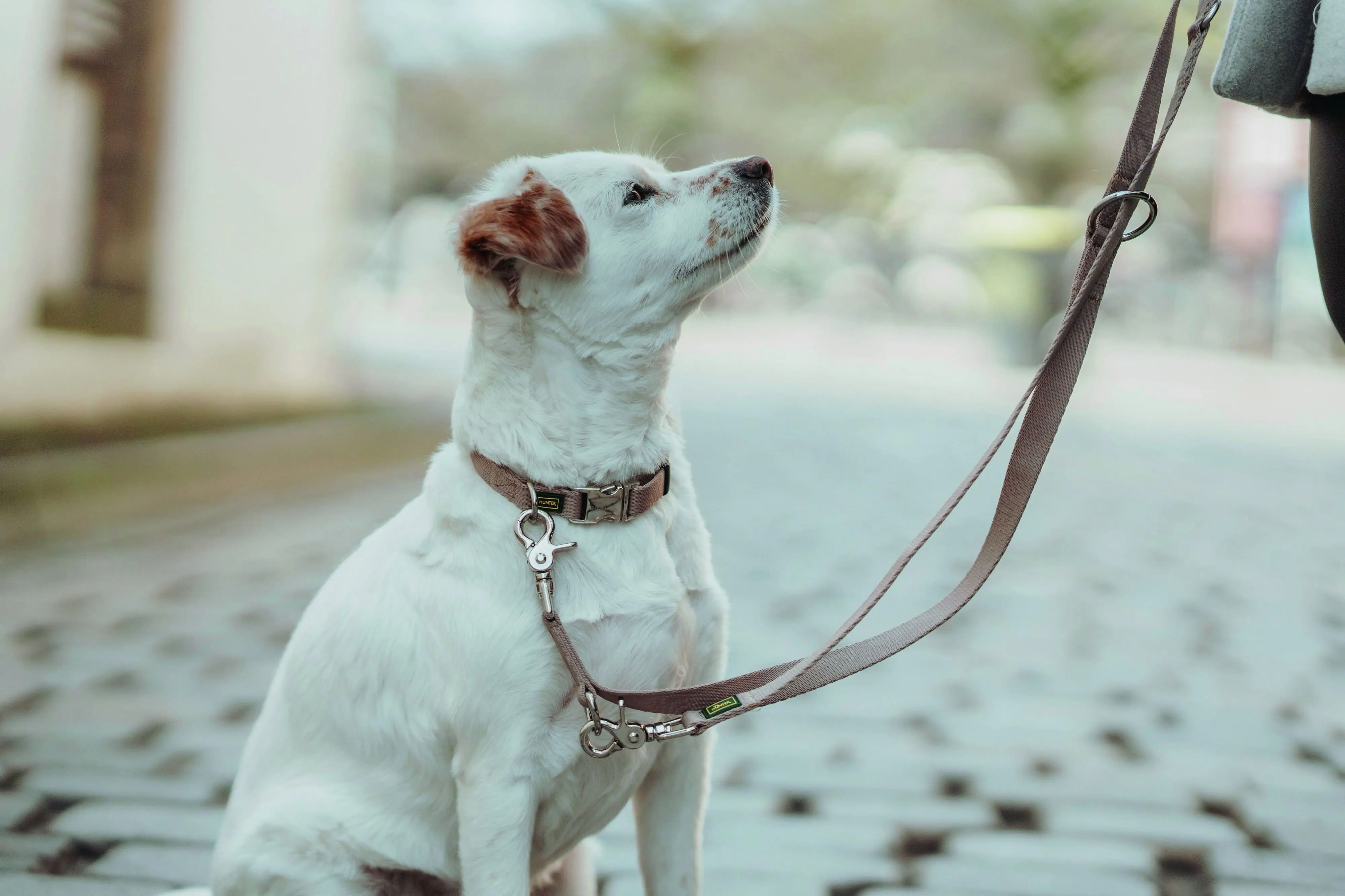 Hunter Hundehalsband Inari Alu-Strong XL beige