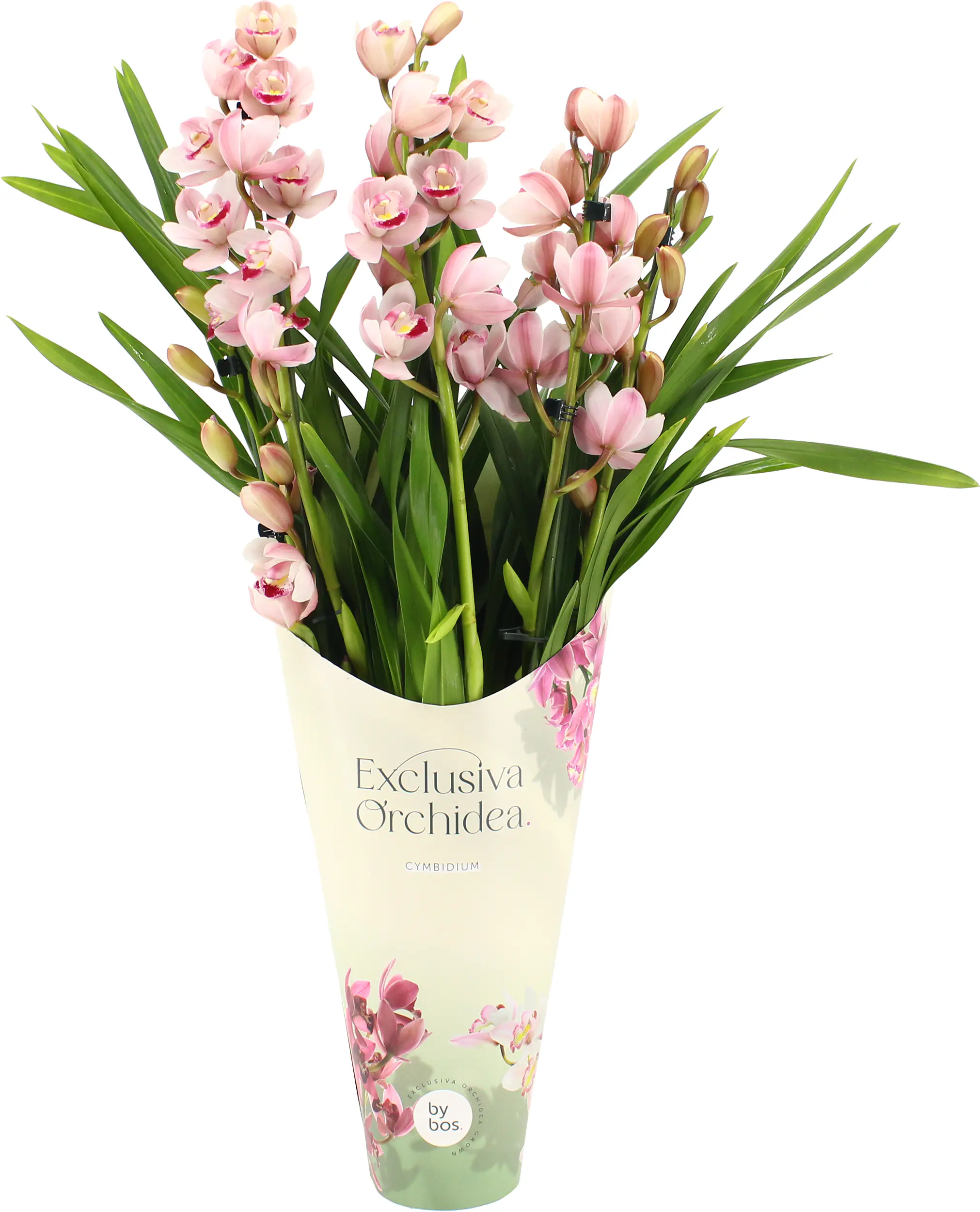Kahnorchidee Cymbidium 12 cm Topf inkl. Topfcover