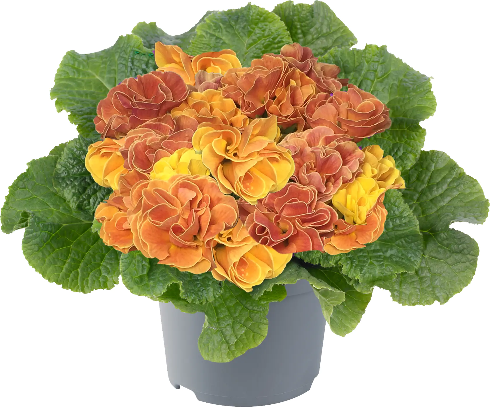 Primel Queen 10,5 cm Topf Primel Queen 10,5 cm Topf