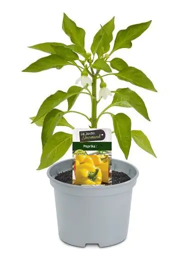 Paprika gelb 10,5 cm Topf