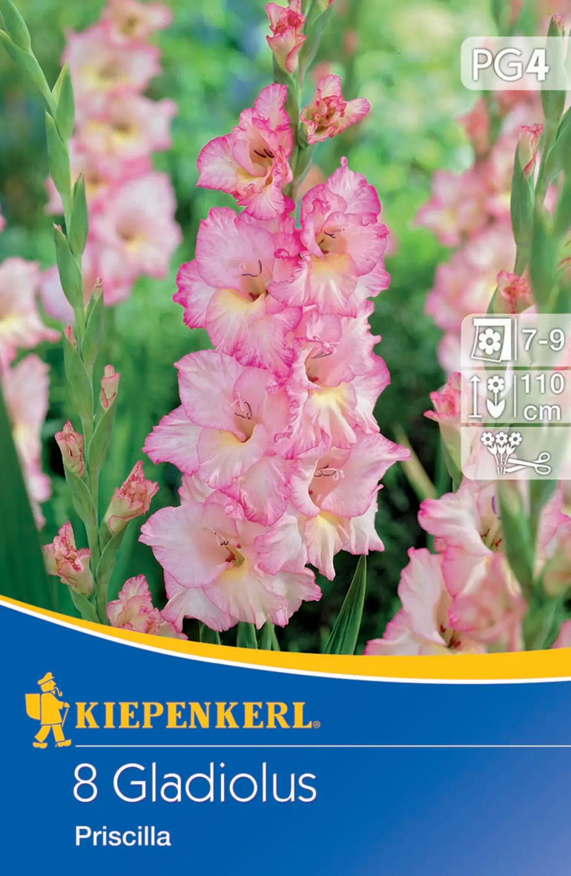 Kiepenkerl Großblumige Gladiole Priscilla Kiepenkerl Großblumige Gladiole Priscilla