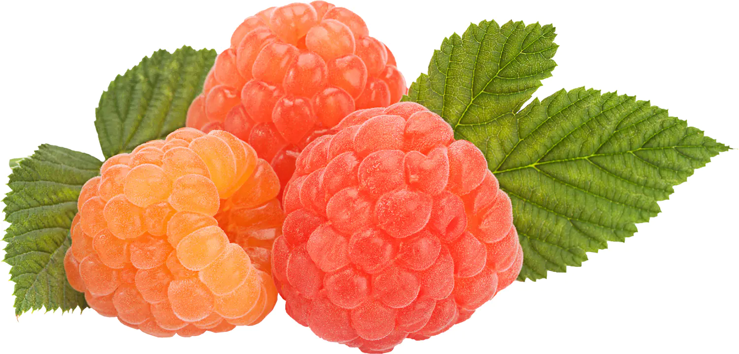 Bio Beerenobst Himbeere Rubus idaeus gelb 3 Liter Topf