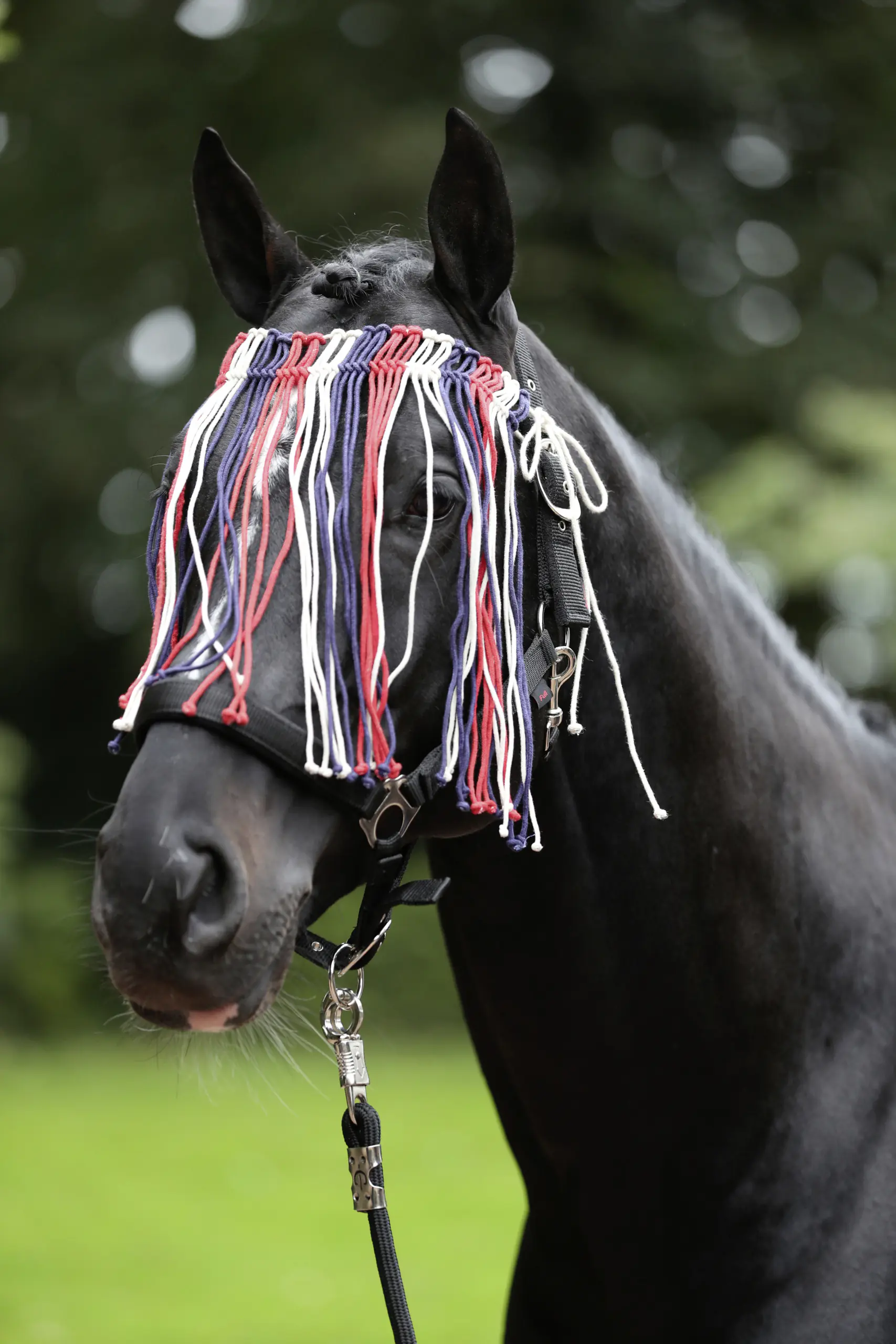 Kerbl Covalliero Fliegen Fransenband rot-blau-weiß Full