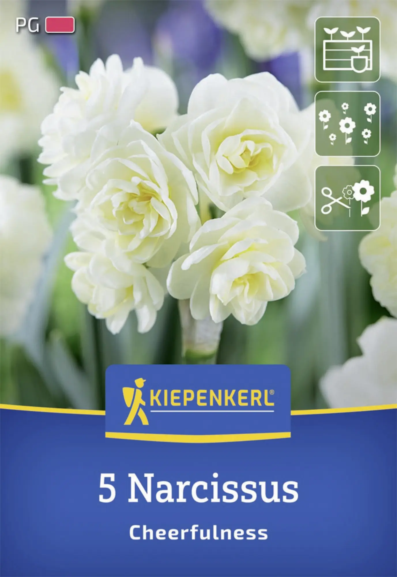 Kiepenkerl Herbstblumenzwiebel Poetaz-Narzisse Cheerfulness 5 Stück