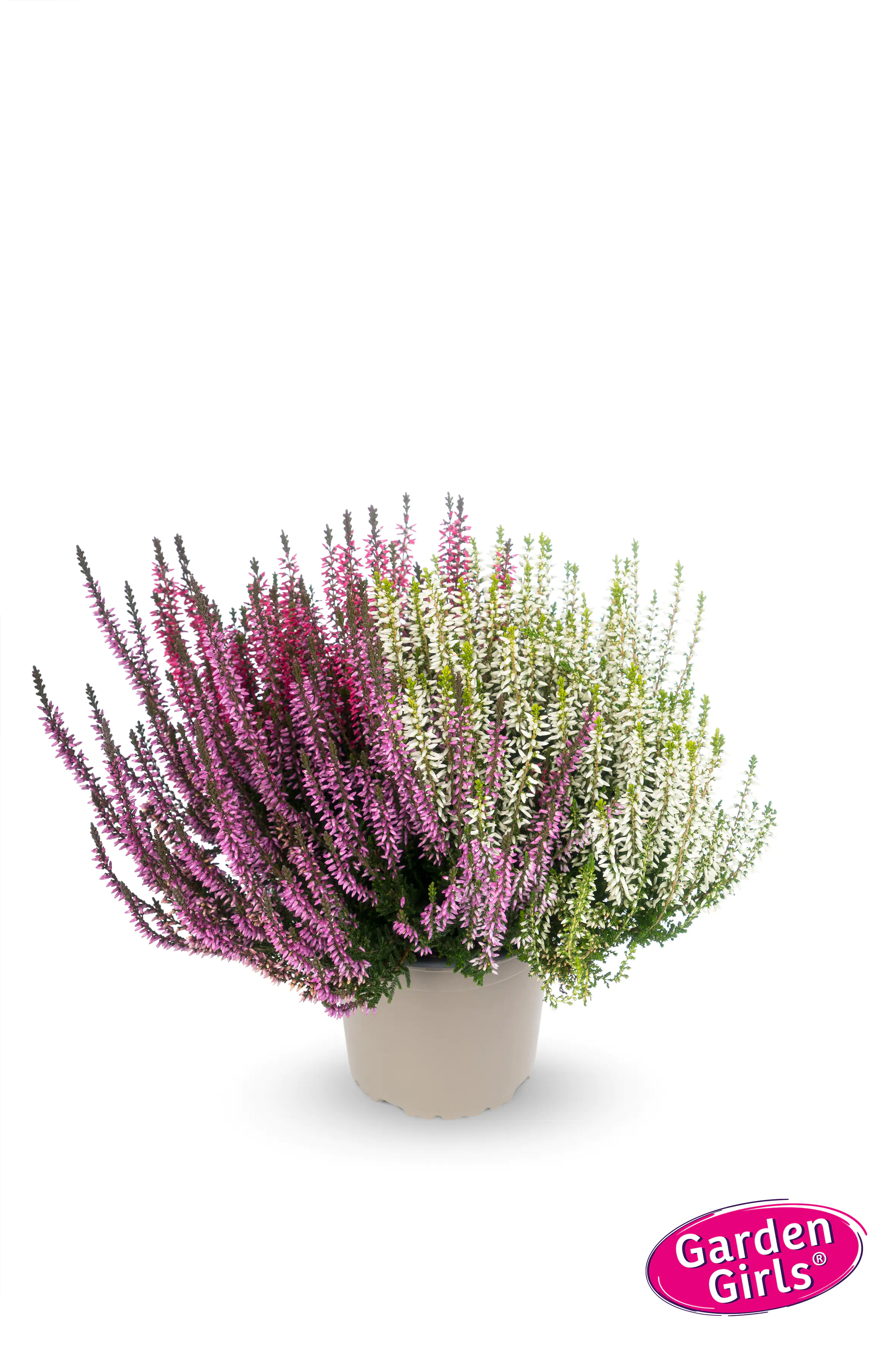 Heidekraut Calluna Garden Girls Trio 11 cm Topf Heidekraut Calluna Garden Girls Trio 11 cm Topf