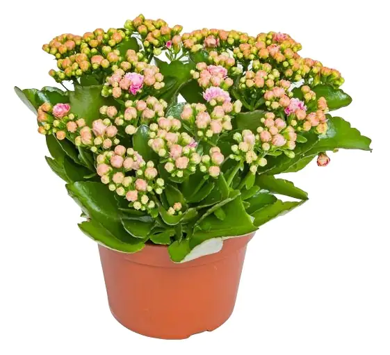 Flammendes Käthchen Kalanchoe Don Alano hellrosa H ca. 27 cm 15 cm Topf
