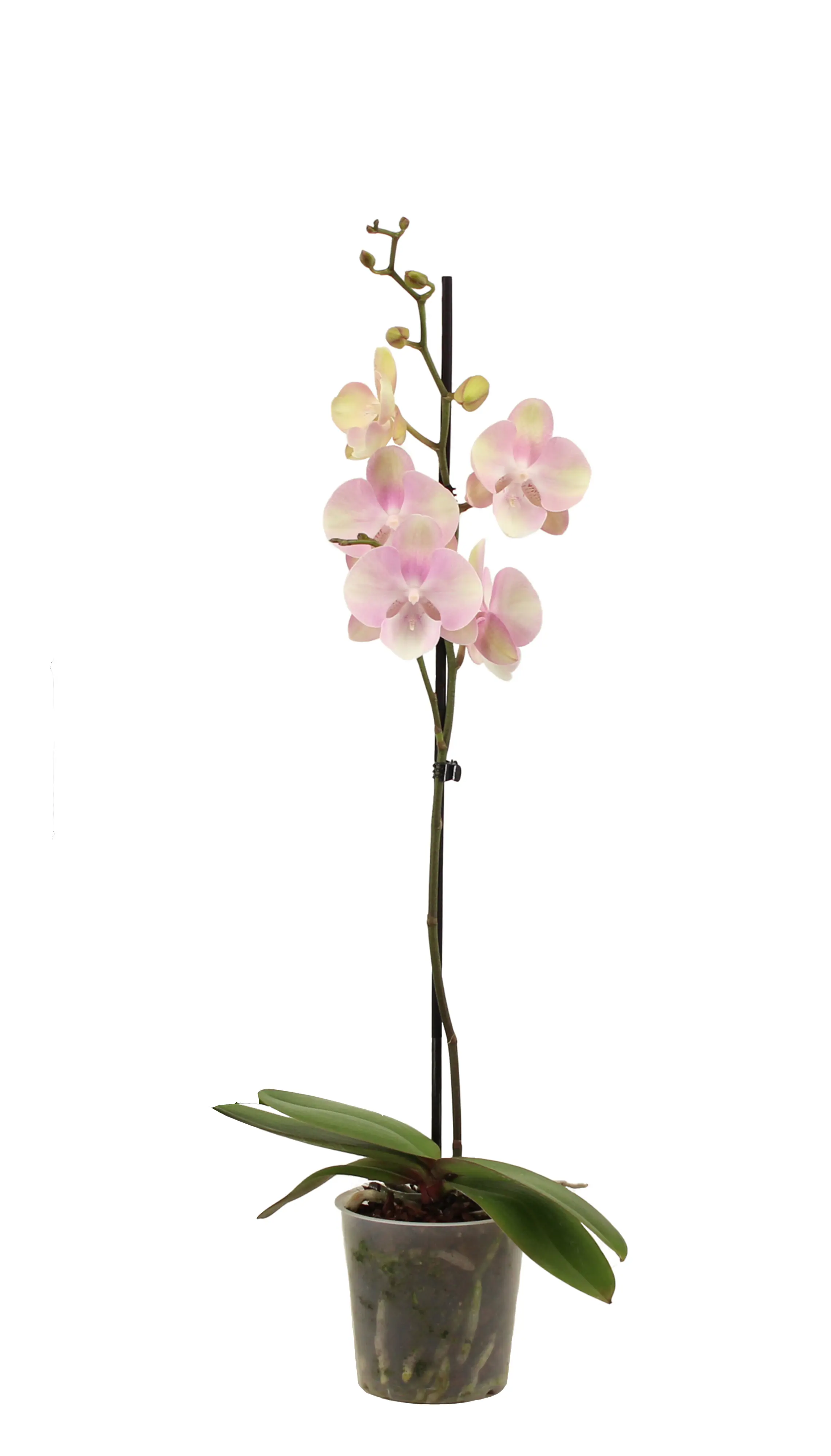 Orchidee Phalaenopsis 12 cm Topf Orchidee Phalaenopsis 12 cm Topf