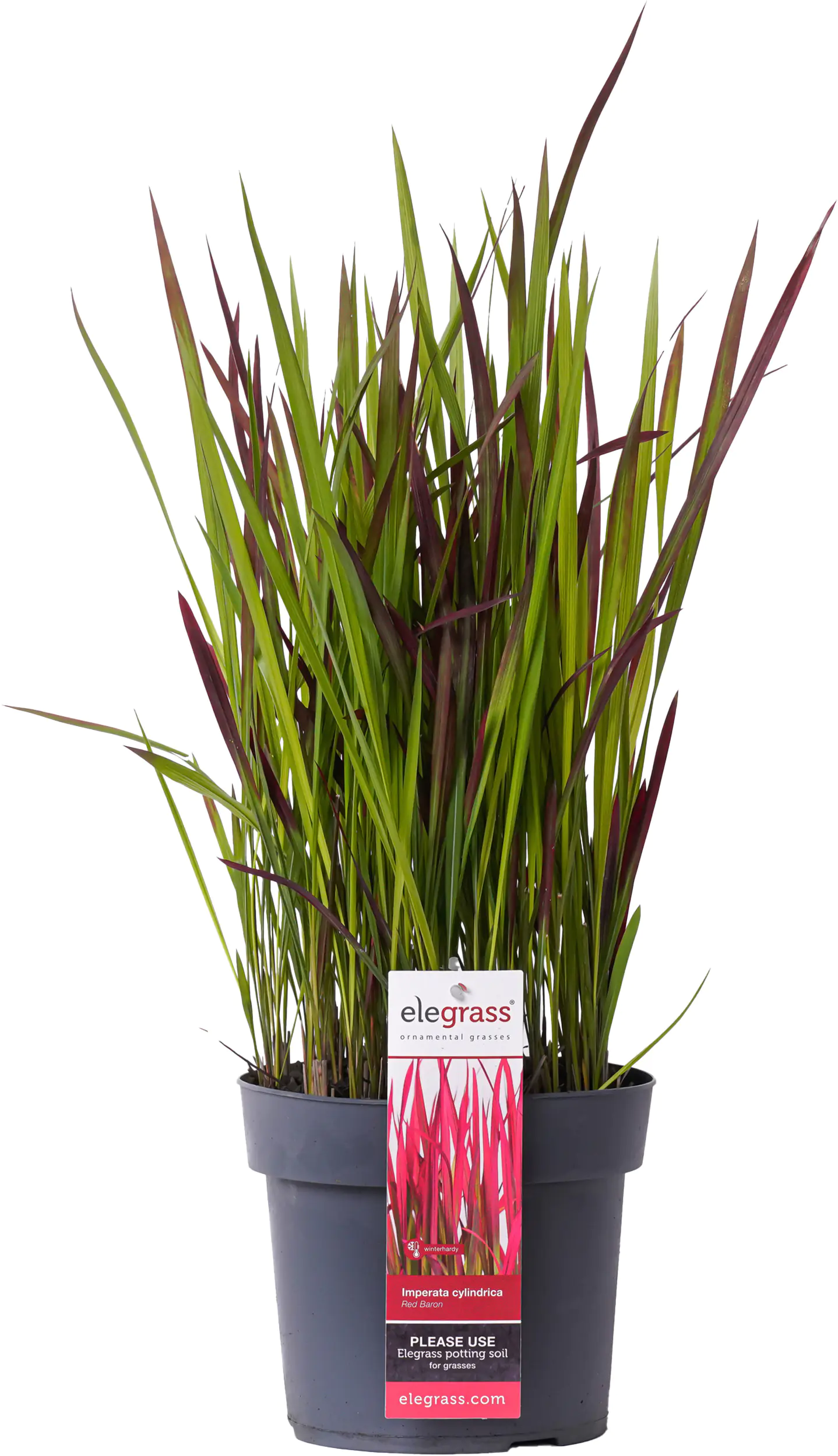 Japanisches Blutgras Imperata cyl. Red Baron 14 cm Topf